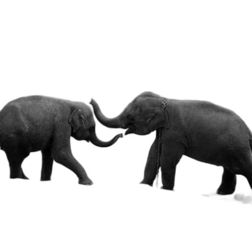 animal, concept art, two, elephants transparent PNG cut-out