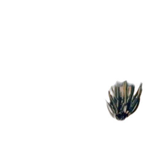 dragon, hair, crown, creature transparent PNG cut-out