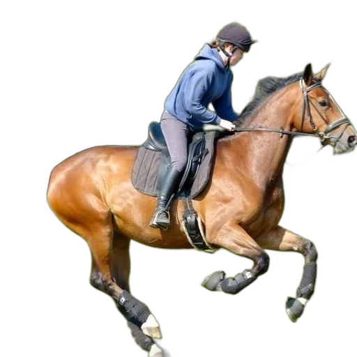 staff, animal, jacket, photorealistic transparent PNG cut-out