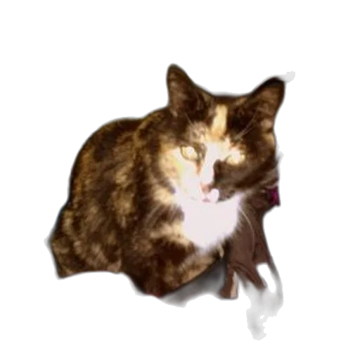 staff, animal, creature, face transparent PNG cut-out