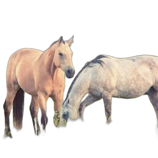 animal, staff, jewelry, photorealistic transparent PNG cut-out