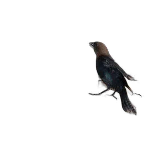animal, creature, hair, staff transparent PNG cut-out