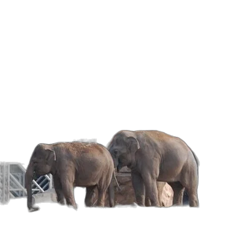 animal, concept art, photorealistic, 3d render transparent PNG cut-out