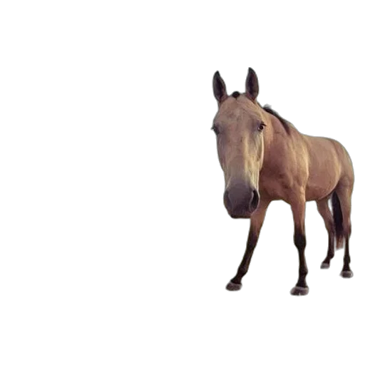 animal, creature, hat, furniture transparent PNG cut-out