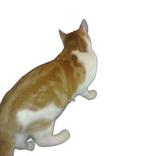 animal, staff, creature, robot transparent PNG cut-out