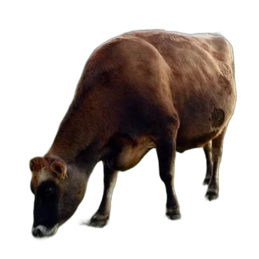 animal, creature, food, face transparent PNG cut-out