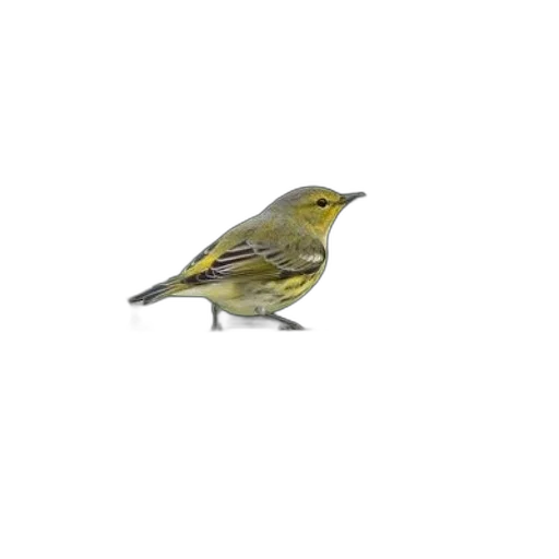 animal, staff, creature, photorealistic transparent PNG cut-out