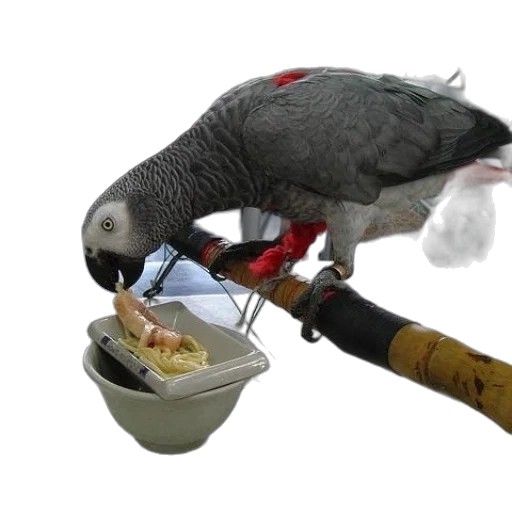 food, animal, staff, weapon transparent PNG cut-out