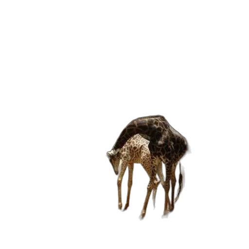 animal, creature, hair, mask transparent PNG cut-out