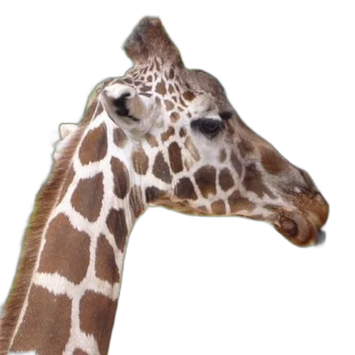 animal, creature, face, hat transparent PNG cut-out