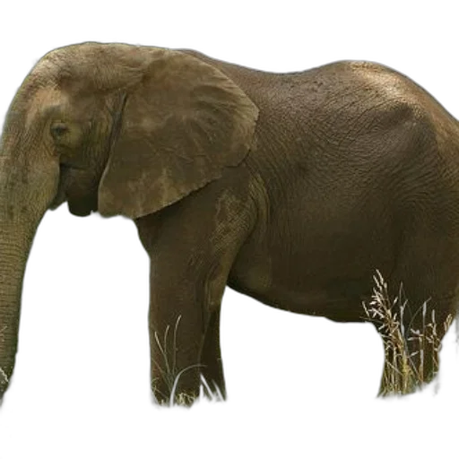 animal, creature, staff, weapon transparent PNG cut-out