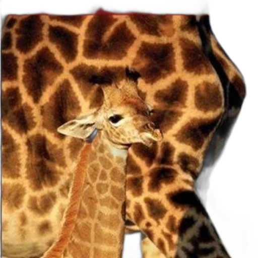 shoes, animal, umbrella, hat transparent PNG cut-out
