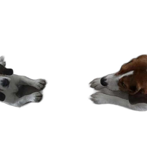 shoes, animal, mask, jewelry transparent PNG cut-out
