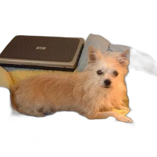 animal, creature, shoes, staff transparent PNG cut-out