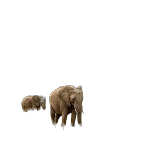 animal, creature, furniture, hair transparent PNG cut-out