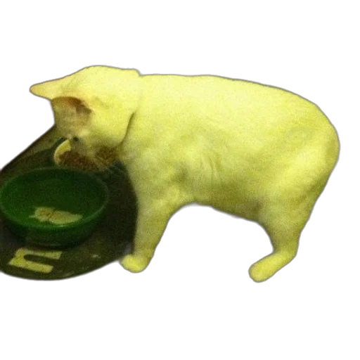 food, animal, creature, hat transparent PNG cut-out