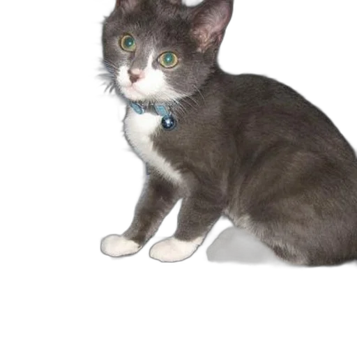 staff, animal, creature, jewelry transparent PNG cut-out