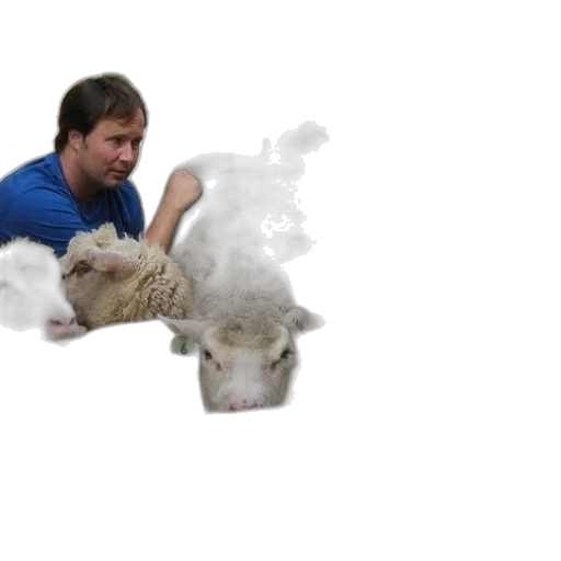 animal, creature, pixel art, photorealistic transparent PNG cut-out