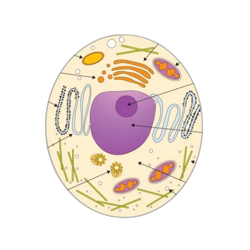 detailed, diagram, eukaryotic, cell transparent PNG cut-out