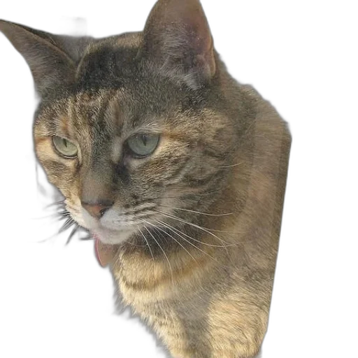 animal, staff, face, creature transparent PNG cut-out