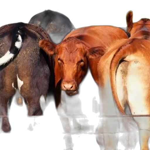 animal, photorealistic, concept art, 3d render transparent PNG cut-out