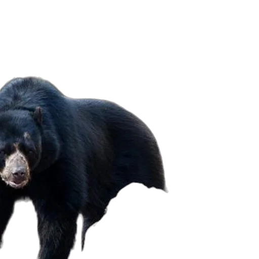 animal, creature, concept art, 3d render transparent PNG cut-out