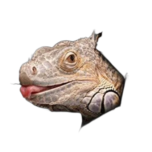 dragon, animal, creature, face transparent PNG cut-out