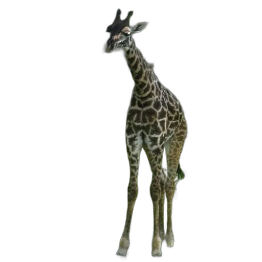 animal, creature, staff, jewelry transparent PNG cut-out