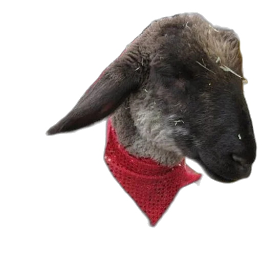 hat, animal, jacket, staff transparent PNG cut-out