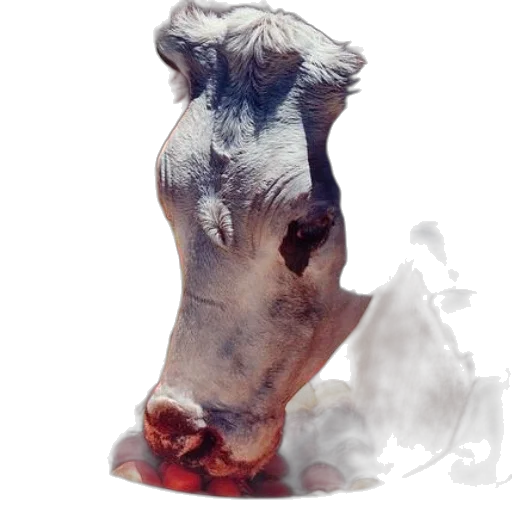 animal, mask, creature, face transparent PNG cut-out