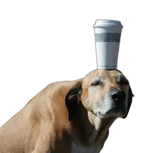 hat, staff, animal, crown transparent PNG cut-out