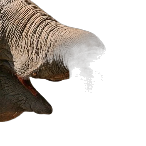animal, creature, hat, hair transparent PNG cut-out