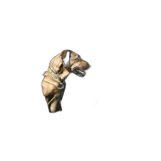jewelry, animal, mask, staff transparent PNG cut-out