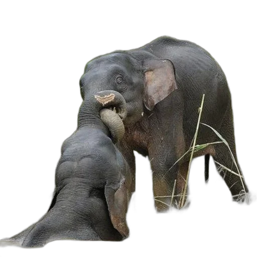 animal, creature, photorealistic, concept art transparent PNG cut-out