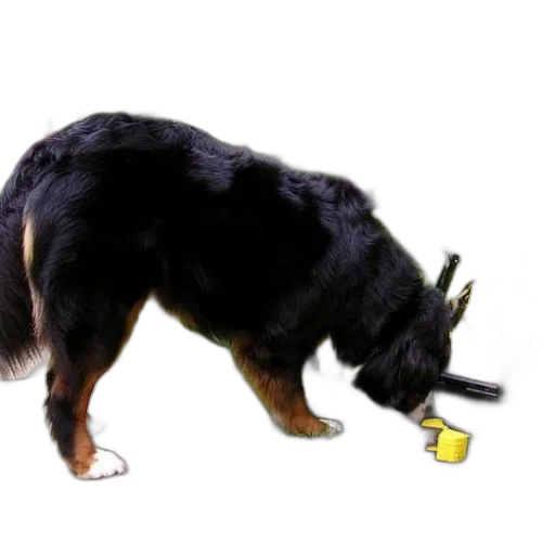 staff, animal, weapon, creature transparent PNG cut-out