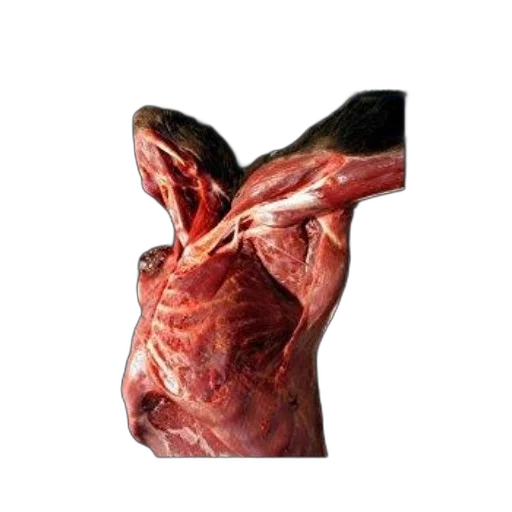 animal, mask, food, jacket transparent PNG cut-out