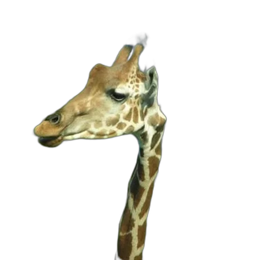 animal, staff, mask, shoes transparent PNG cut-out