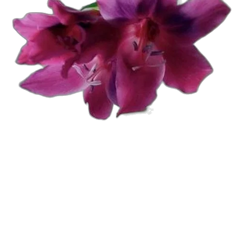 flower, jewelry, crown, staff transparent PNG cut-out