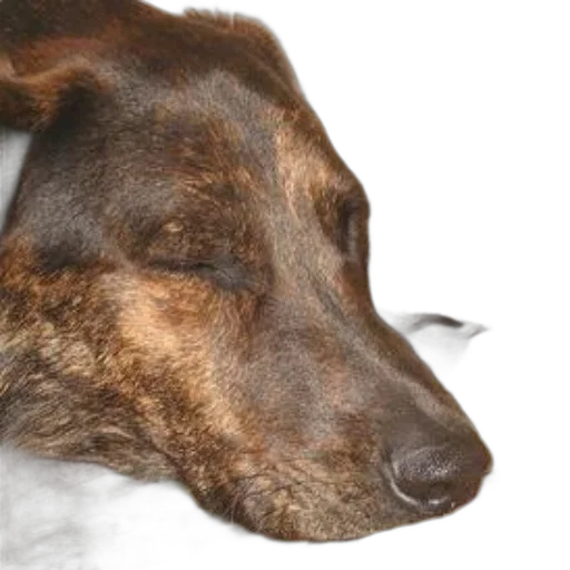 animal, staff, creature, face transparent PNG cut-out