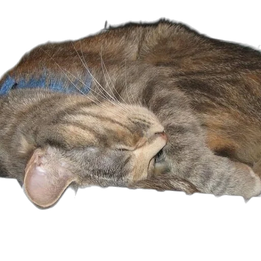animal, creature, staff, hat transparent PNG cut-out