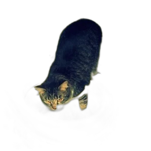 animal, creature, staff, hat transparent PNG cut-out