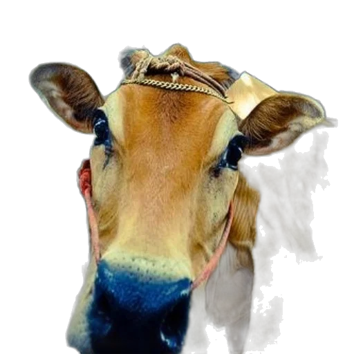 mask, animal, face, hat transparent PNG cut-out