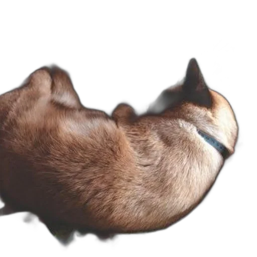 animal, hair, mask, creature transparent PNG cut-out