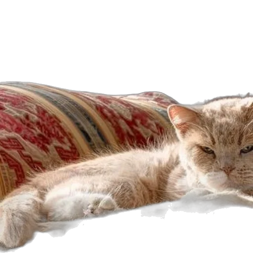 furniture, animal, staff, photorealistic transparent PNG cut-out