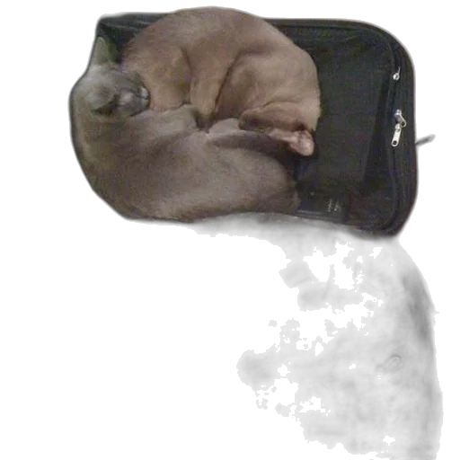 animal, staff, creature, robot transparent PNG cut-out