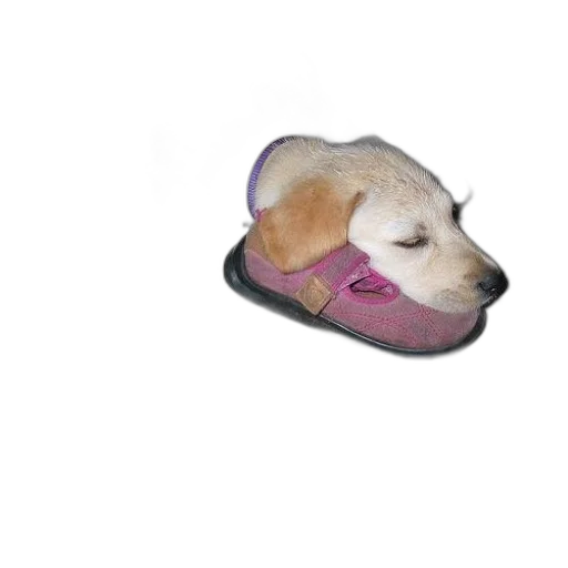 hat, shoes, animal, creature transparent PNG cut-out