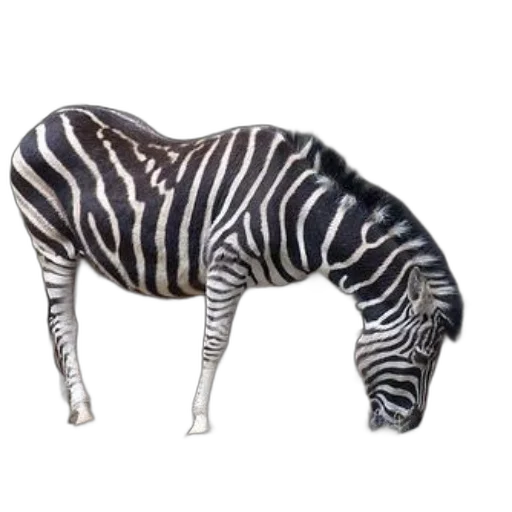 animal, creature, furniture, jewelry transparent PNG cut-out