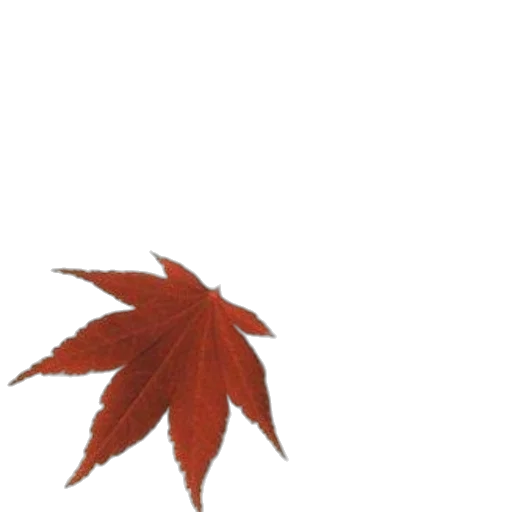 tree, umbrella, crown, staff transparent PNG cut-out