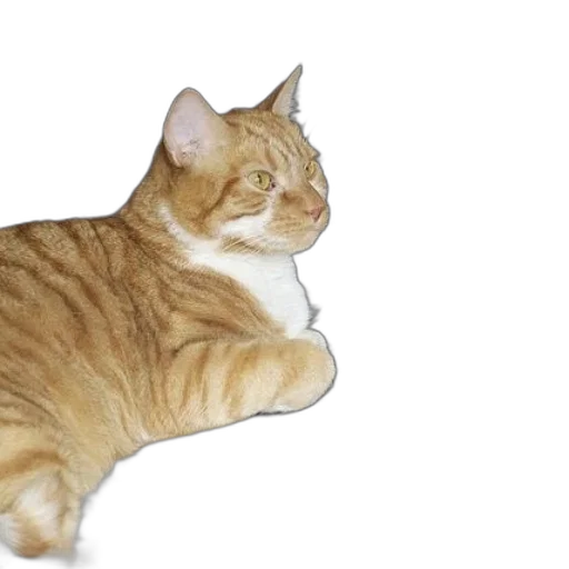animal, creature, staff, furniture transparent PNG cut-out