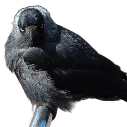 animal, staff, face, creature transparent PNG cut-out